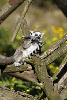 Ring-tailed lemur (juvenile)