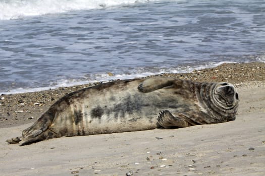 Grey seal on Heligoland