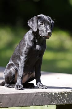 Black Labrador Retriever puppy