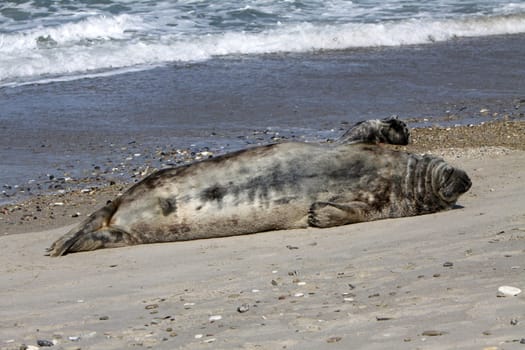 Grey seal on Heligoland