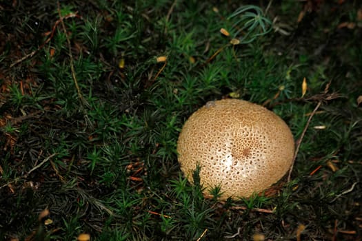 Kartoffelbovist