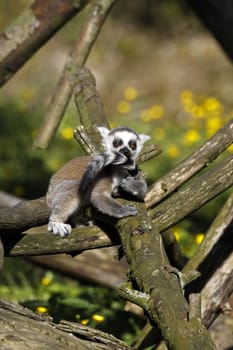 Ring-tailed lemur (juvenile)