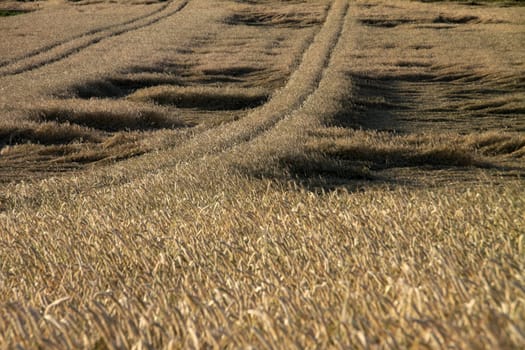 Cornfield with rain damage