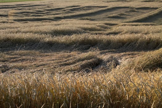 Cornfield with rain damage