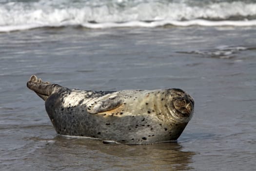 Grey seal on Heligoland