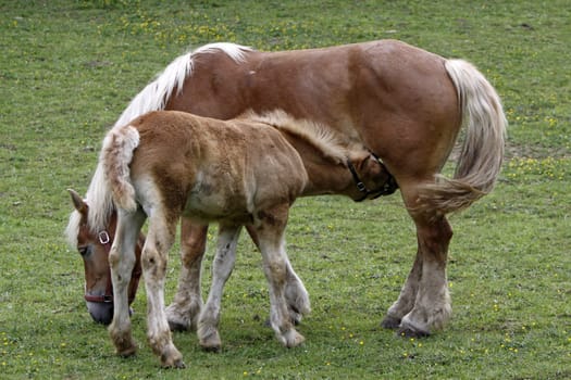 Jutland Coldblood Horse