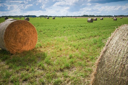 Straw bales in roll form on a harvested field in Brandenburg / Germany