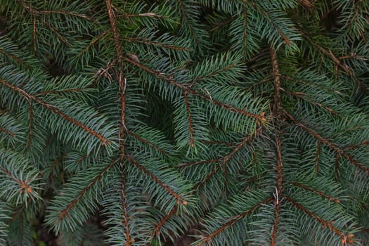 Close up background of fresh green spruce or pine branches, elevated top view, directly above