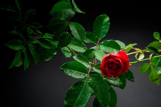 Red rose on a branch with foliage isolated on a black background.