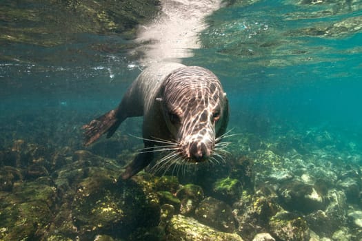 Galapagos Sea Lion