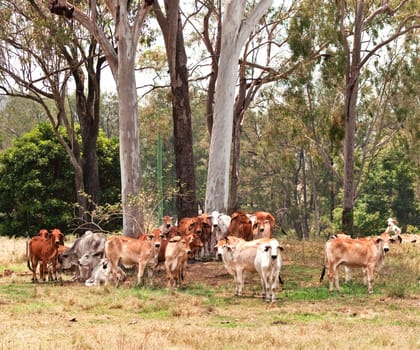 Australian cattle country herd of brahman cows by large eucalyptus gum trees landscape