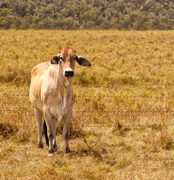 Young zebu brahman cow on cattle ranch grassland pasture field for beef cattle industry