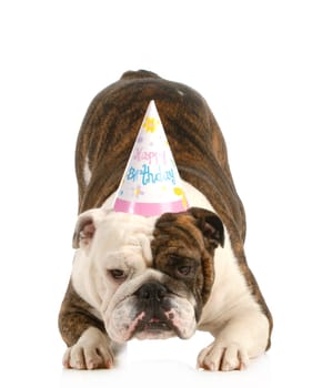 birthday dog - english bulldog wearing birthday hat isolated on white background