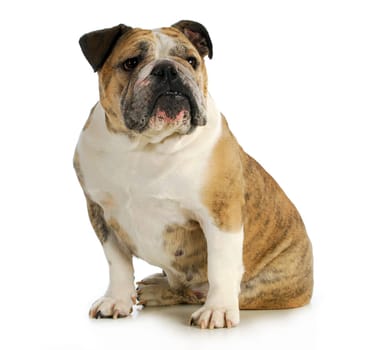 english bulldog sitting with reflection on white backgroundn- female
