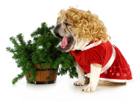 christmas dog - english bulldog wearing blonde wig and santa dress sitting beside christmas tree on white background