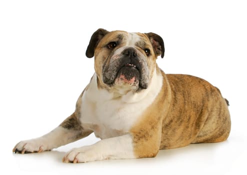 english bulldog laying down with reflection on white backgroundn- female
