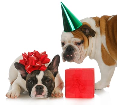 puppy party - english bulldog and french bulldog having a party with presents on white background