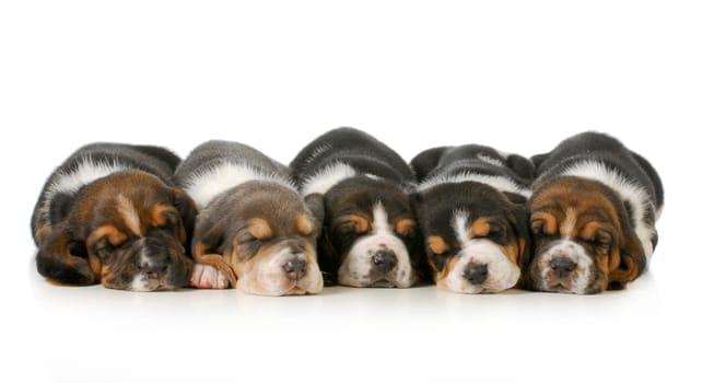 sleeping puppies - litter of five basset hounds lined up in a row isolated on white background - three weeks old