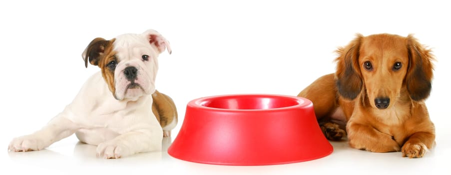 feeding the dog - miniature dachshund and english bulldog puppy laying beside empty food dish waiting to be fed