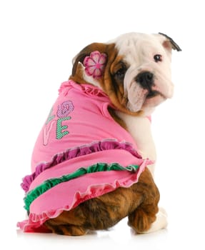 puppy love - english bulldog wearing pink shirt that says love on white background
