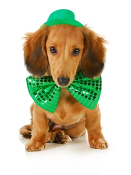 St. Patricks Day dog - long haired dachshund wearing green hat and bowtie sitting on white background