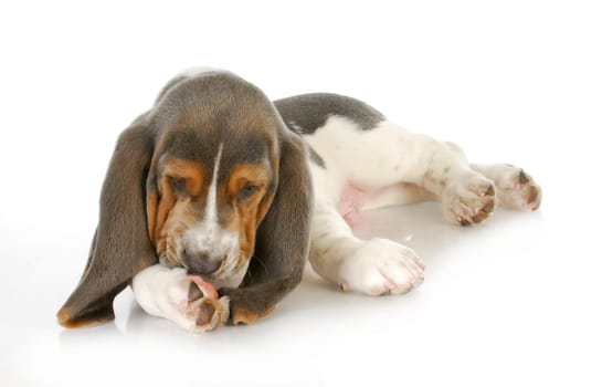 dog allergies - basset hound puppy licking foot with possible skin allergies