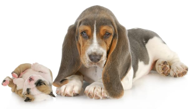 cute puppies - basset hound and english bulldog puppy isolated on white background