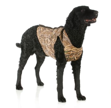 hunting dog - curly coated retriever wearing hunting vest standing with reflection on white background