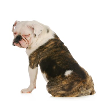 dog allergies - english bulldog with with pink skin from allergies