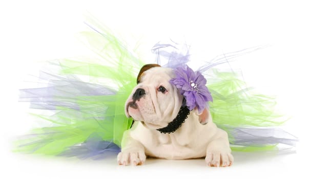 cute puppy - english bulldog puppy laying down wearing purple and green tutu on white background