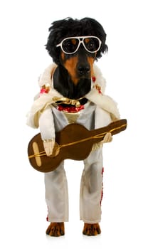 singing dog - doberman pinscher dressed up as a rock star on white background