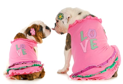 puppy love - two english bulldogs kissing - wearing matching shirts that say love