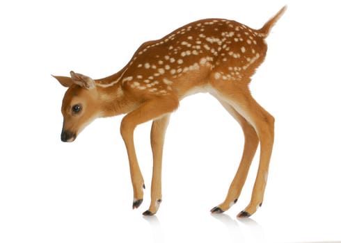 fawn - white-tail fawn isolated on white background
