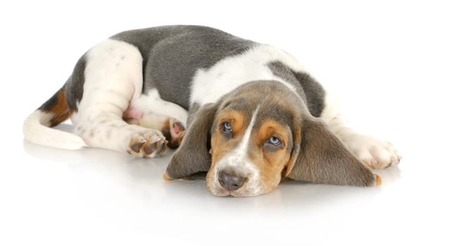 basset hound puppy laying down with reflection on white background