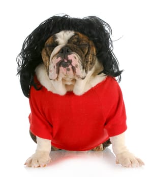 funny dog - english bulldog wearing wig and red sweater with silly expression on white background