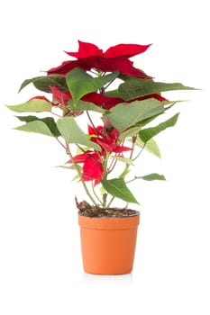 Poinsettia,traditional  Christmas flower, isolated on a white background.