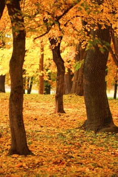beautiful branch of an autumn tree in a forest