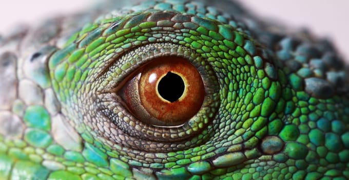 a macro of a fantastic green iguana eye