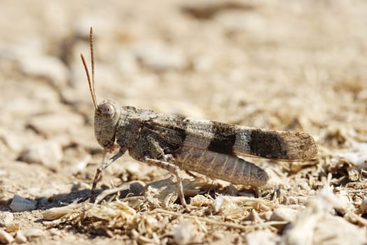 Brown locust close up full body side view (Oedipoda carulescens)