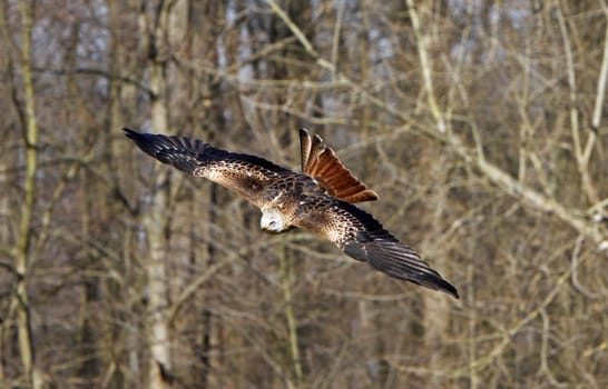 Red kite in flight