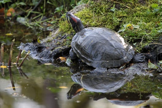 Red-eared Turtle