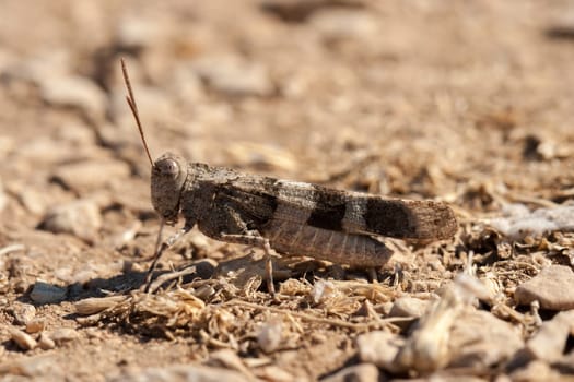 Brown locust close up full body side view (Oedipoda carulescens)