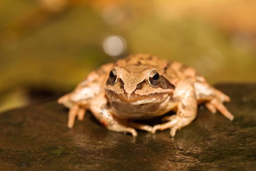 portrait close-up from a yellow frog