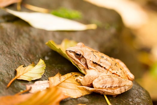 Close-up from a yellow frog