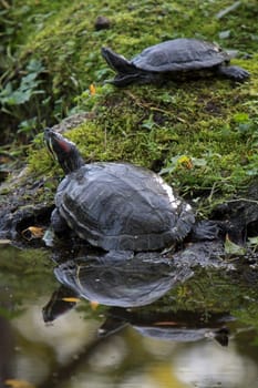 Red-eared Turtle