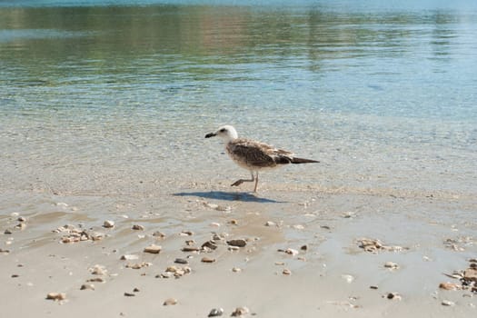 A seagull on stony beach Vis, Croatia