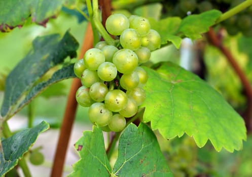 grapes on the vine