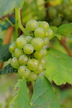 grapes on the vine