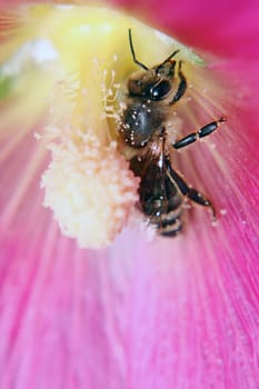 A busy honey bee