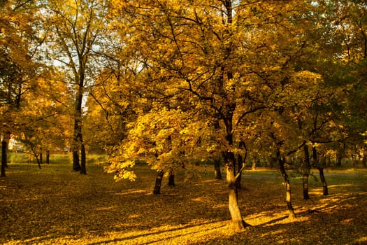 Beautiful colors of autumn landscape in the forest